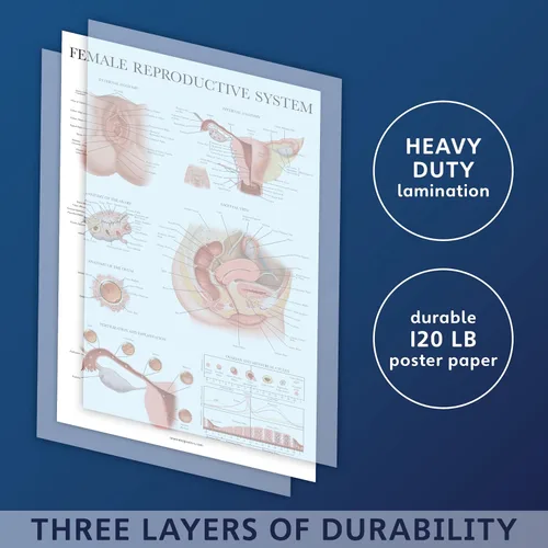Miniatura 2 de Palace Learning Paquete de 2 gráficos anatómicos del sistema reproductivo masculino y femenino, juego de carteles de anatomía masculina y femenina