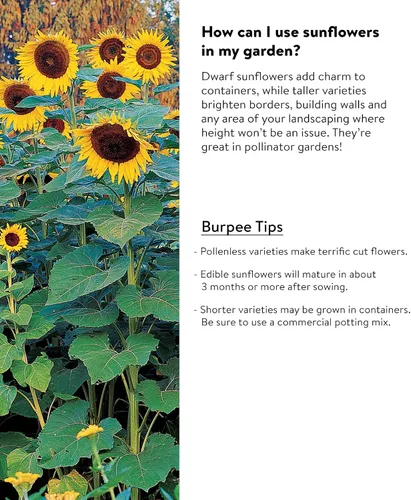 Miniatura 3 de Burpee Semillas de girasol crimson blaze sobre con 30 semillas Sunforest