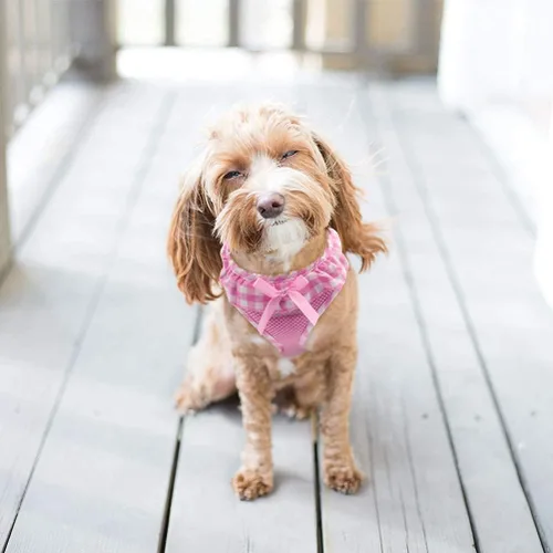 Miniatura 6 de PUPTECK Arnés de malla suave con volantes acolchados para perros y gatos, arneses para mascotas pequeñas