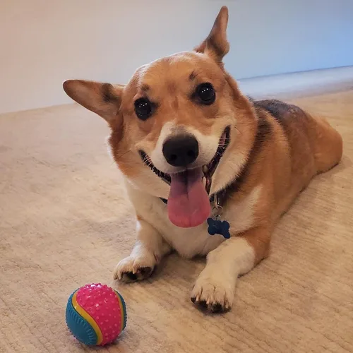 Miniatura 7 de Bola de juguete para perros Ethical Pets Sensory Ball, 2.5", Colores Variados