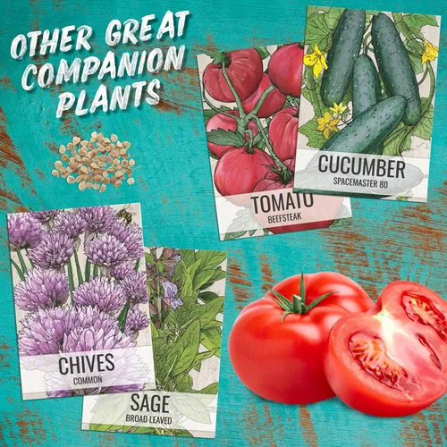 Miniatura 8 de Seed Needs Semillas de apio para plantar hierbas culinarias tradicionales sin OMG, 2 paquetes
