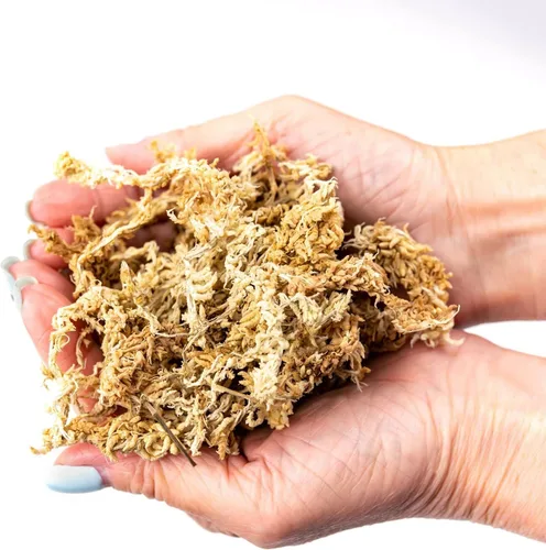 Miniatura 4 de Musgo Sphagnum Premium de Nueva Zelanda por Gardenera - Musgo Sphagnum Orgánico de Fibra Larga Mezclado a Mano para Orquídeas - 4 Cuartos