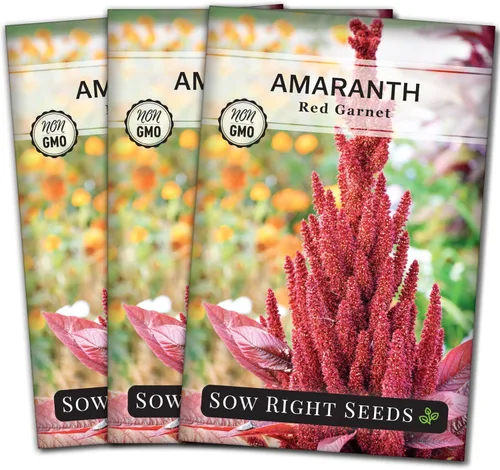 Miniatura 8 de Sow Right Seeds - Semillas de amaranto rojo granate para plantar - Paquete de reliquia sin OMG con instrucciones para plantar y cultivar un huerto