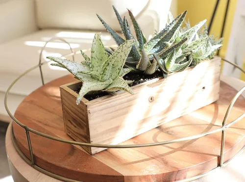 Miniatura 6 de Plantas suculentas de aloe vivo (paquete de 3), plantas suculentas viven en tierra para macetas, plantas suculentas en maceta, plantas vivas de Negro