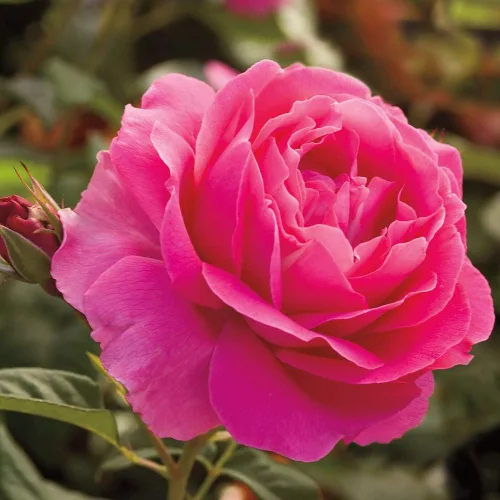 Miniatura 2 de Rosas de té híbridas Heirloom, Planta de raíz propia viva para jardín al aire libre, Grande Dame™, Zonas de rusticidad muy fragantes: 6-10