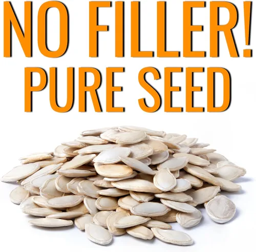 Miniatura 6 de Seed Needs Connecticut - Semillas de calabaza de campo para plantar 1 onza Cucurbita Pepo Heirloom semillas vegetales sin OGM Calabaza favorita