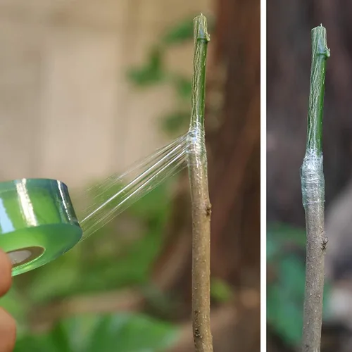 Miniatura 6 de NAYE Cinta de injerto para árboles frutales, 3 piezas de película de floristería elástica, 3 colores con varias elasticidad, cinta de reparación