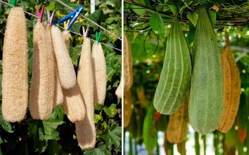 Miniatura 5 de Más de 30 semillas de calabaza de Luffa para plantar calabazas de esponja de lufa, sin OMG, reliquia trepadora, vegetales, vegetales cultivados
