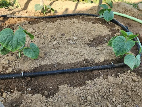 Miniatura 9 de Atlantic Short Soaker Hose 2ft x1/2" Garden Soaker Hose, Water Seeper Hoses for Foundation Watering, Garden Beds, Garden, Lawn and Plants.