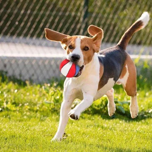 Miniatura 6 de Pelotas de Juguete para Perros - Baloncesto de Felpa Masticable para Perros, Pelota Chirriante Suave para Mascotas Rellena de Material Esponjoso