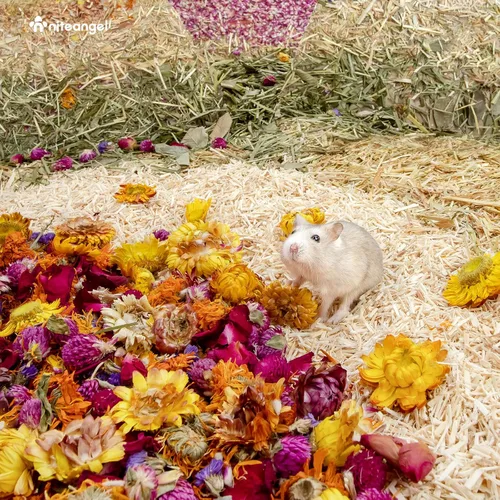 Miniatura 6 de Niteangel Decoración Natural de Hábitat de Cama de Flores y Hierbas - para Hámsters, Jerbos, Ratones, Lemmings, Degus u Otras Mascotas Pequeñas