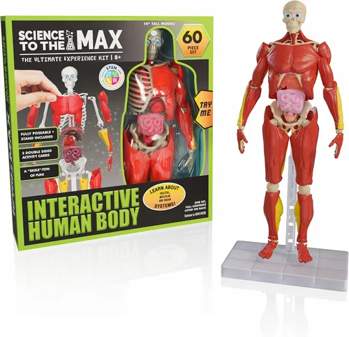 Be Amazing! Toys Cuerpo humano interactivo, figura de anatomía de 60 piezas totalmente posable, modelo de 14 pulgadas de alto, kit de anatomía,
