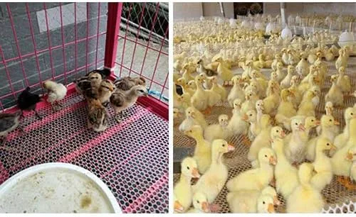 Miniatura 6 de TORIS Malla de alambre de pollo de plástico Malla hexagonal de plástico para aves de corral Valla de alambre de pollo de plástico extruido Red