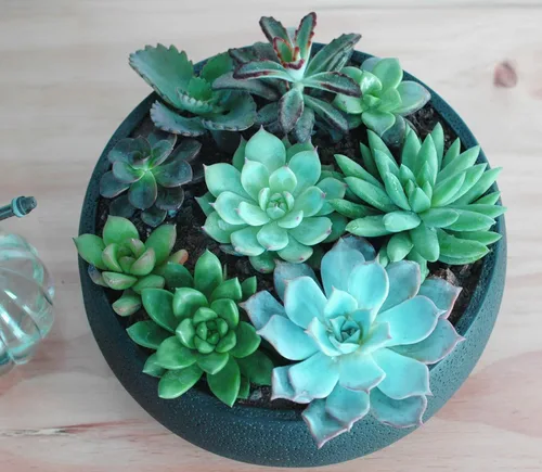 Miniatura 3 de Maceta para suculentas, 8.9 pulgadas, estilo moderno, redondo, de cemento, suculenta, soporte para cactus (negro)
