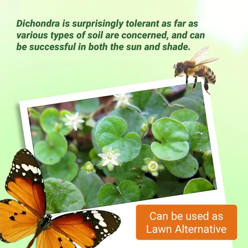 Miniatura 5 de Outsidepride Semillas de Dichondra Repens Perennes - 1 libra Semillas densas verdes de cobertura del suelo de bajo mantenimiento para plantar, ideal