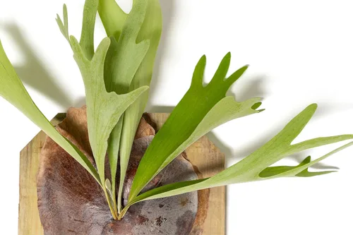 Miniatura 2 de Air Plant Shop Helecho cuerno de ciervo montado en una tabla de cedro - al por mayor y a granel - Live Platycerium bifurcatum - Plantas