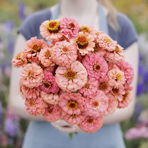 Miniatura 32 de Eden Brothers - Semillas de zinnia, cactus con flores, sin OMG, plantar en primavera, paquete, flores de bajo mantenimiento, zonas 3, 4, 5, 6, 7, 8