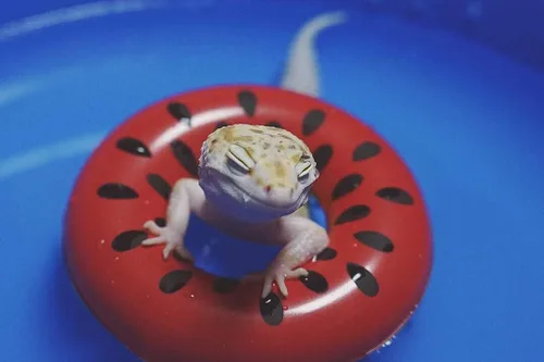 Miniatura 7 de Piscina plegable plegable de lagarto para baño y refrigeración, bañera duradera, lavadora de agua para dragones barbudos, erizo, hámster y animales