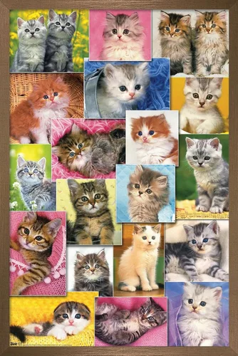 Miniatura 16 de Trends International Keith Kimberlin - Póster de pared de collage de gatitos, 14.725 x 22.375 pulgadas, versión enmarcada de madera de granero