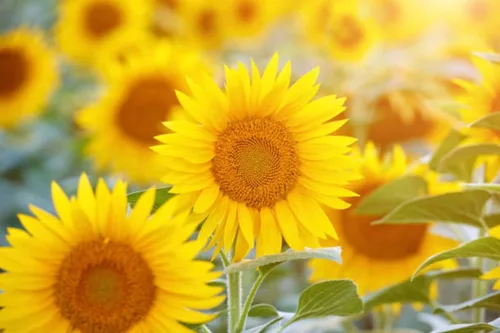 Miniatura 2 de 500 semillas de girasol mixtas para plantar, semillas de girasol tradicionales sin OMG de alta calidad para plantar en jardines y paisajismo, mejora