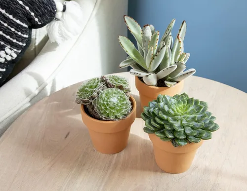 Miniatura 4 de Plantas suculentas viven en macetas de arcilla (paquete de 3), plantas suculentas vivas en macetas suculentas, suculentas vivas, regalos únicos