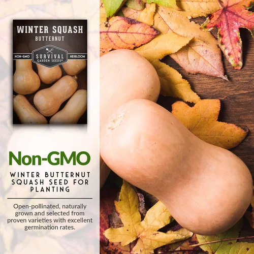 Miniatura 3 de Semillas de calabaza Butternut para plantar - Semillas de vegetales tradicionales no transgénicos - Cultivo de alto rendimiento y fácil de cultivar