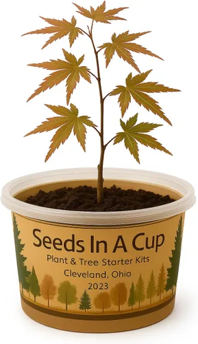 Miniatura 2 de Arce Japonés Kit de cultivo de semillas Seeds in A Cup