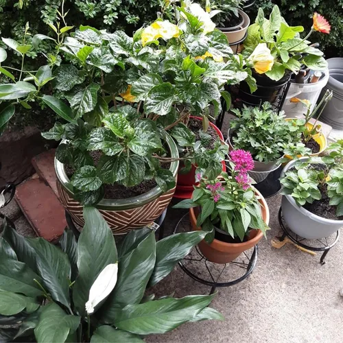 Miniatura 3 de Paquete de 4 soportes de metal negro para macetas de piso para plantas de interior y exterior de 23 cm, soporte para macetas de flores resistente