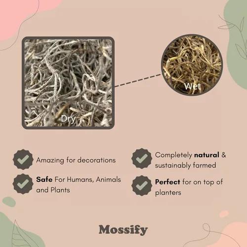 Miniatura 3 de Mossify Premium Musgo Español para Plantas Interior y Exterior 75g, 2.6Oz - Musgo Seco Natural Conservado para Manualidades, Terrarios, Arreglos