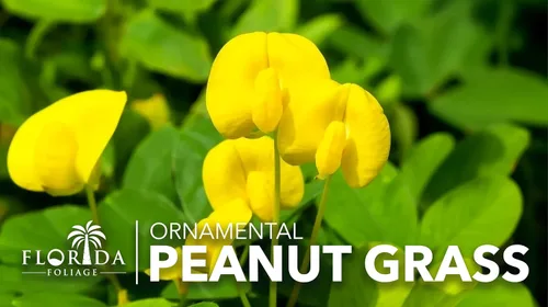 Miniatura 9 de Hierba ornamental de maní Planta de tamaño grande de 1 galón Arachis glabrata Cubierta de suelo tolerante a la sequía Alternativa de césped