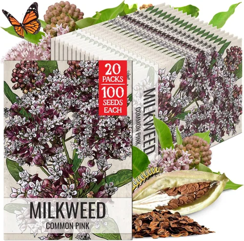 Miniatura 25 de Seed Needs Semillas de algodoncillo naranja para plantar malezas de mariposa, semillas de flores perennes sin tratar para cultivar un jardín
