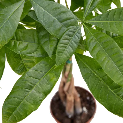 Árbol del dinero 'Castaño de Guinea' Pachira Braid Planta viva para interior | Diferentes plantas de interior en maceta de 4'' y 6'' | Planta de