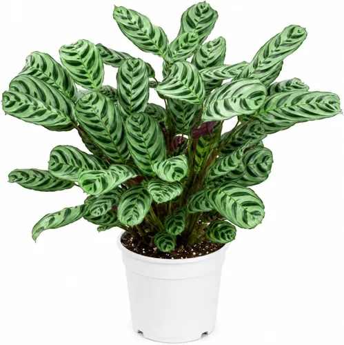 Miniatura 18 de Agloanema Garnet House Plant, Chinese Evergreen Live Plant for Indoor Spaces, Colorful Aglaonema Live Plant, Feng Shui Plants Live Houseplants for