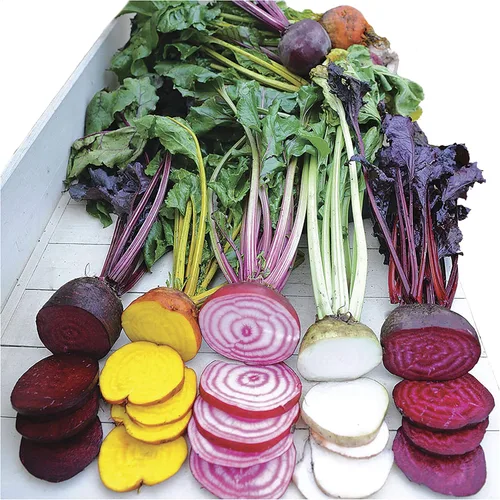 Park Seed Semillas vegetales de remolacha, fáciles de cultivar, variedad de colores, jardín de primavera, mezcla de caja de lluvia, paquete de 200