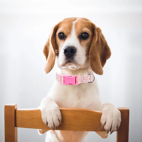 Miniatura 5 de Collares de Perro para Niñas con Patrones de Margaritas, Lindo Collar Rosa para Perras, Collares Ajustables Blandos y Duraderos para Perros XS 12
