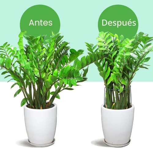 Miniatura 7 de LEOBRO 12 soportes para plantas, jaulas y soportes de peonía, estacas para plantas, estacas de soporte para plantas de interior, plantas al aire