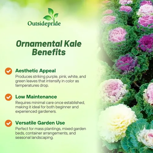 Miniatura 3 de Outsidepride Semillas ornamentales de col rizada – 1000 unidades. Anuales, fáciles de cultivar y resistentes al frío, semillas de flores
