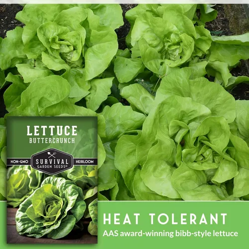 Miniatura 4 de Buttercrunch Semillas de lechuga para plantar, semillas de lechuga de mantequilla Bibb crujiente para jardines, tolerantes al calor, variedad