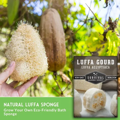 Miniatura 5 de Luffa Seeds for Planting – Variedad de esponja de lufa sin OMG – Cultiva depuradores de baño naturales, frutas jóvenes comestibles y enredaderas