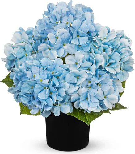 Miniatura 11 de Hollyone Flores artificiales de hortensias azules en maceta, flores grandes de seda de tres cabezas, arreglos florales falsos para interiores
