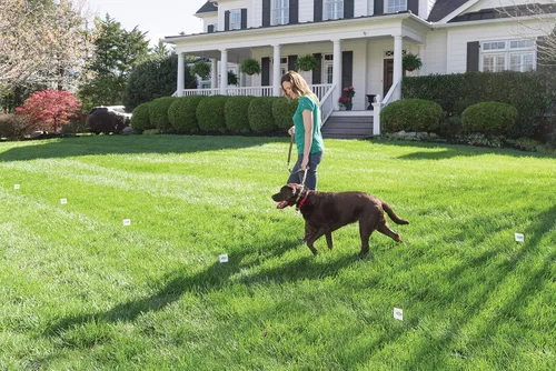 Miniatura 9 de PetSafe Banderas de límite (paquete de 50), para uso con cercas de tierra para perros y gatos de PetSafe y cercas inalámbricas – De la empresa