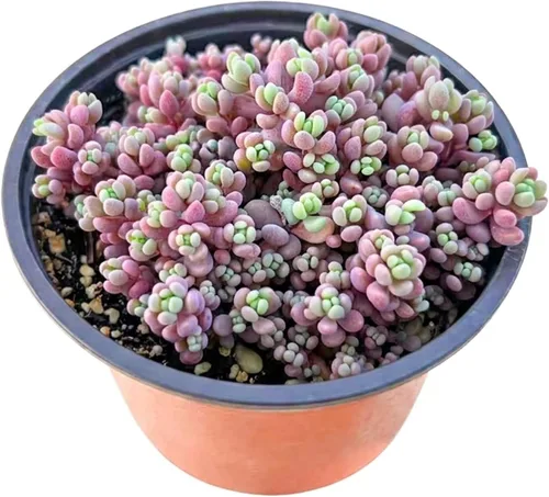Miniatura 7 de Suculentas vivas Othonna Capensis Collar de Rubí (4 pulgadas), plantas suculentas totalmente enraizadas en macetas con tierra, planta