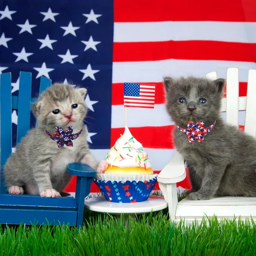 Miniatura 2 de ADOGGYGO Collares de gato con bandera americana con campana de flor removible, ajustables, patrón de bandera del 4 de julio en rojo y azul, collares