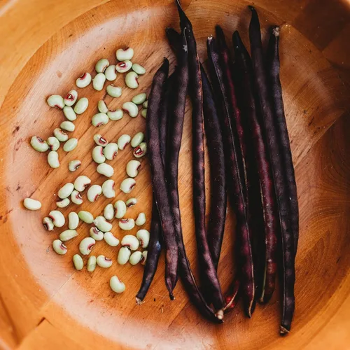 Cabrí de cáscara morada de ojos rosados, 4 onzas a granel (~550 semillas) – Variedad de guisantes de campo sureño heredero, cultivadas en Estados