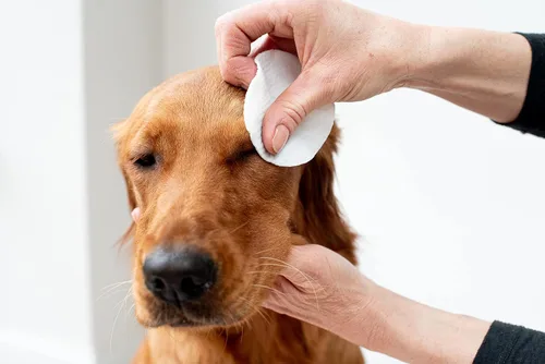 Miniatura 3 de pet wiz Toallitas de ojos de aloe vera para limpiar perros y gatos - Extra grandes
