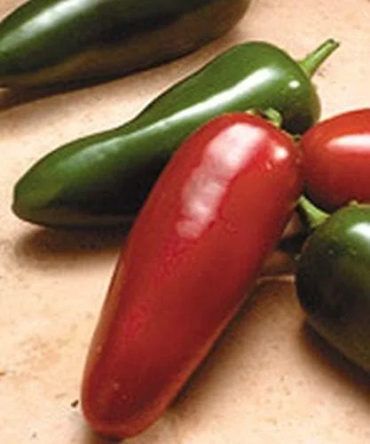 Miniatura 5 de El Jefe Hybrid - Semillas de pimiento Jalapeño picante - Muy Fruta (10 - Semillas)