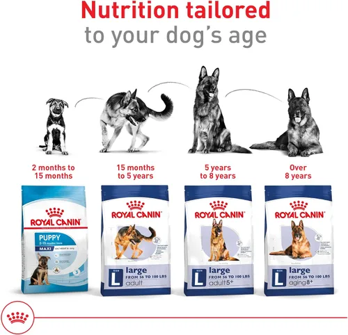 Miniatura 6 de Royal Canin Size Health Nutrition Alimento Seco para Perros Adultos de Raza Grande, Bolsa de 30 lb