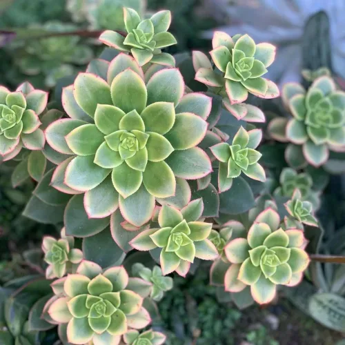 Miniatura 3 de Aeonium Planta Viva, Suculentas Raras de Aeonium para Plantas de Interior en Maceta de 4 Pulgadas, Suculentas para Decoración de Oficina en Casa