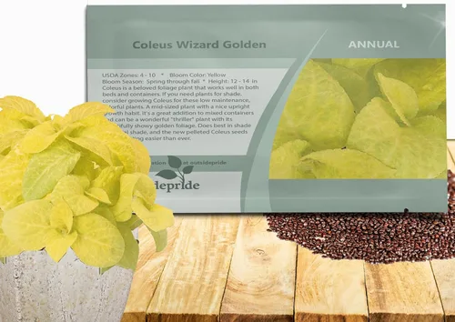 Outsidepride 100 semillas anuales Coleus Wizard Golden Follage House Plant o Garden Flower Seeds