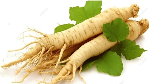 Miniatura 2 de 50 Semillas Ginseng Americano Semillas Preciosos Materiales Medicinales Ginseng Salvaje